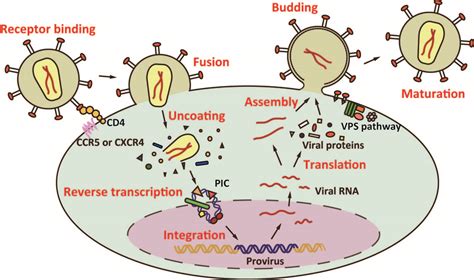 translated genes and lentiviruses